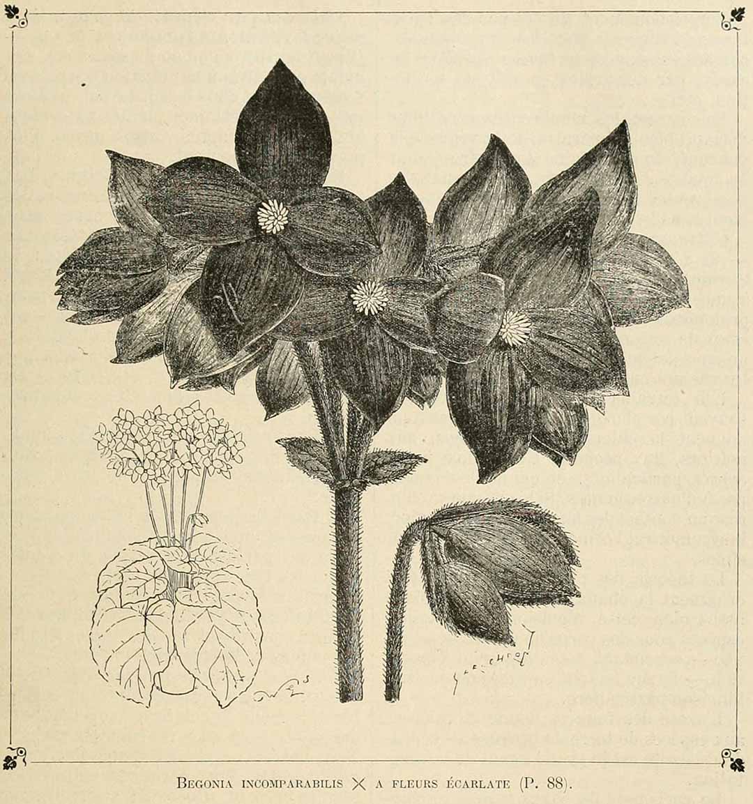 B. (Incomparabilis x A Fleurs Écarlate)